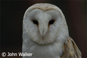 Barn Owl