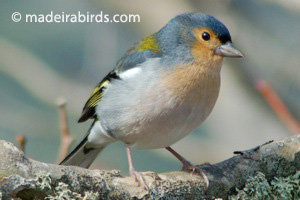 Fringilla coelebs maderensis