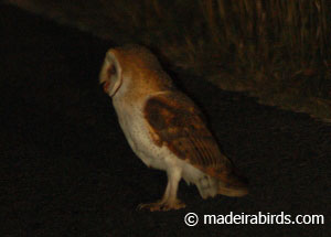 Madeira Barn Owl