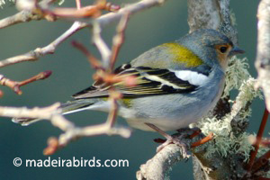 Madeiran Chaffinch