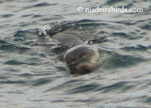 Monk Seal with Ray