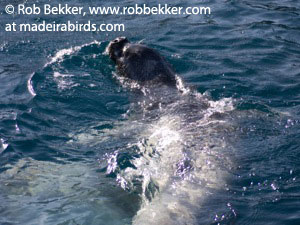 Mediterranean Monk Seal