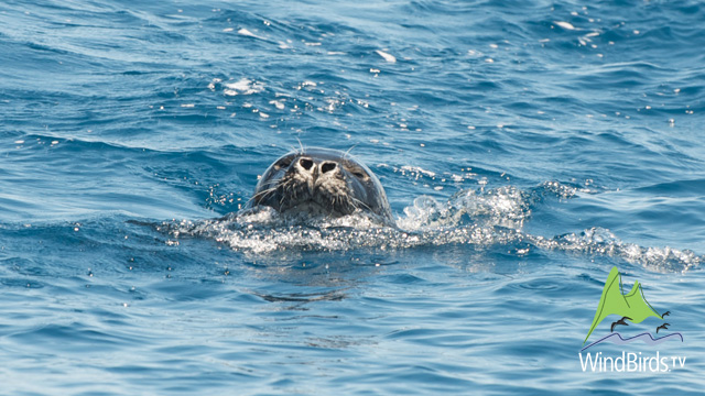 Mediterranean Monk Seal