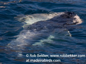 Mediterranean Monk Seal