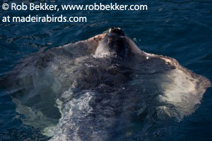 Mediterranean Monk Seal