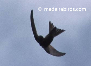 Plain Swift