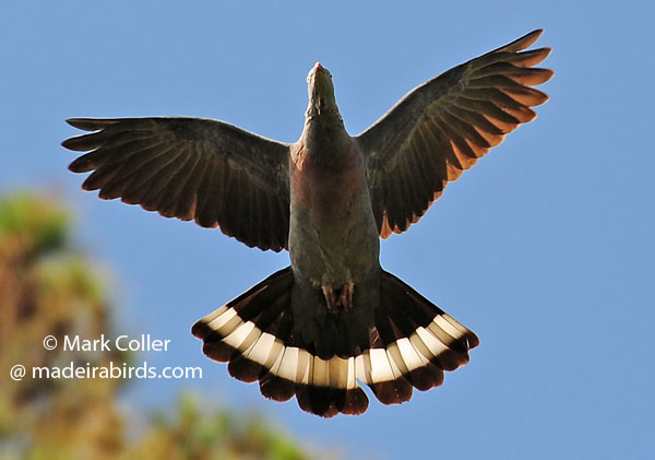 Columba trocaz