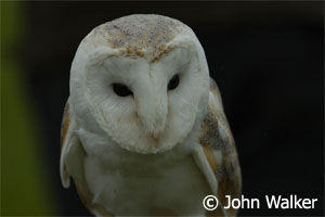 Tyto alba